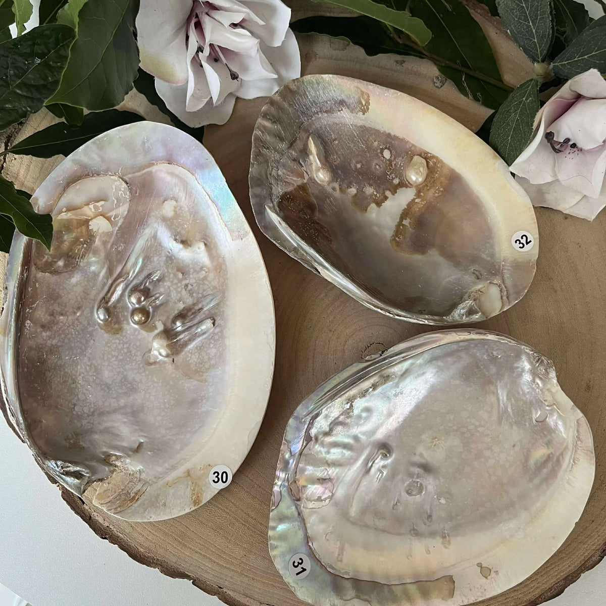 Coquille d’huître perlière: un soutien précieux