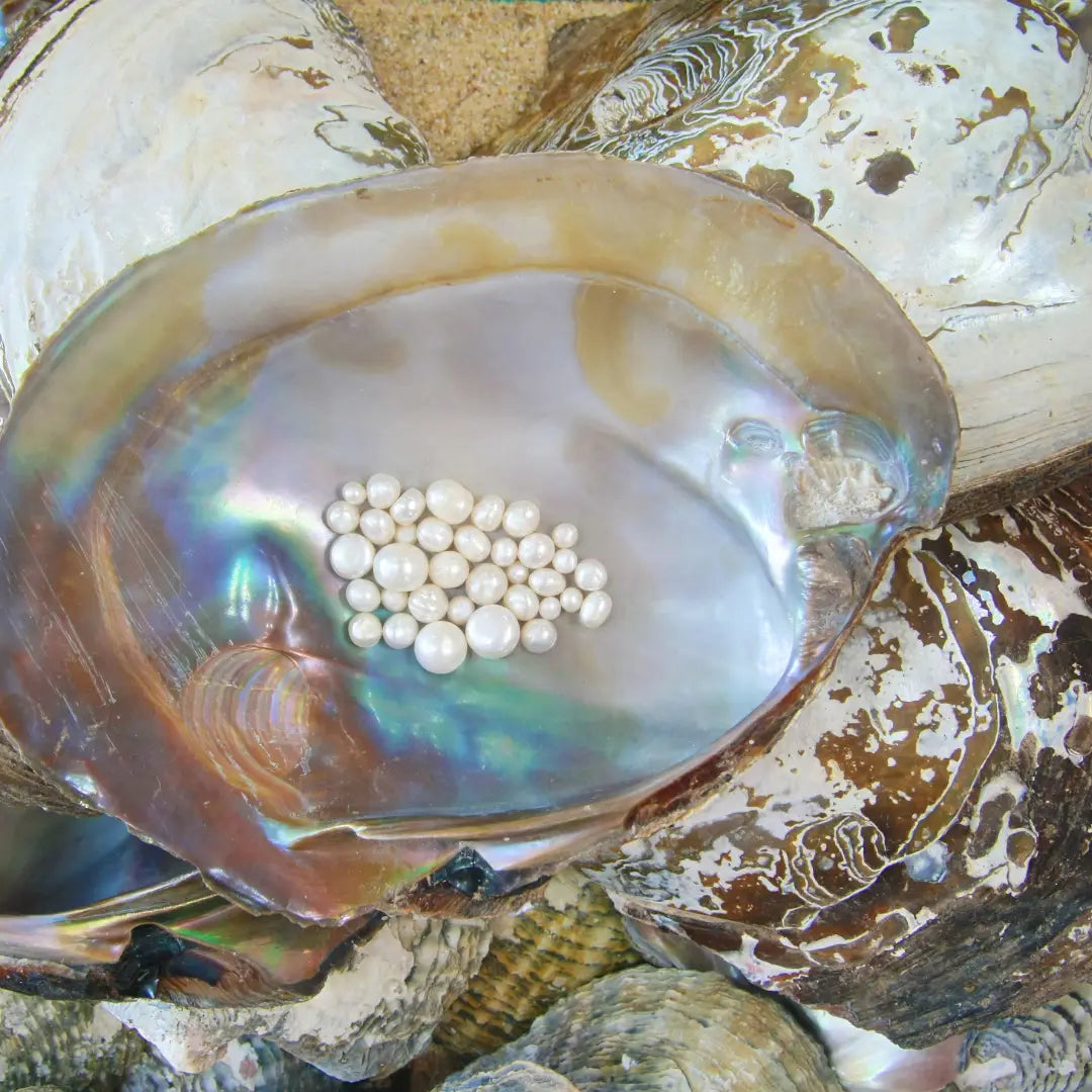 Coquille d'huître perlière montrant des perles brillantes sur un fond irisé de nacre