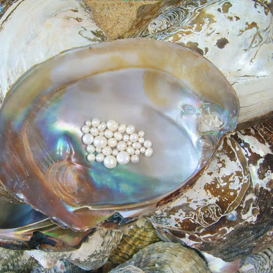 Coquille d'huître perlière montrant des perles brillantes sur un fond irisé de nacre