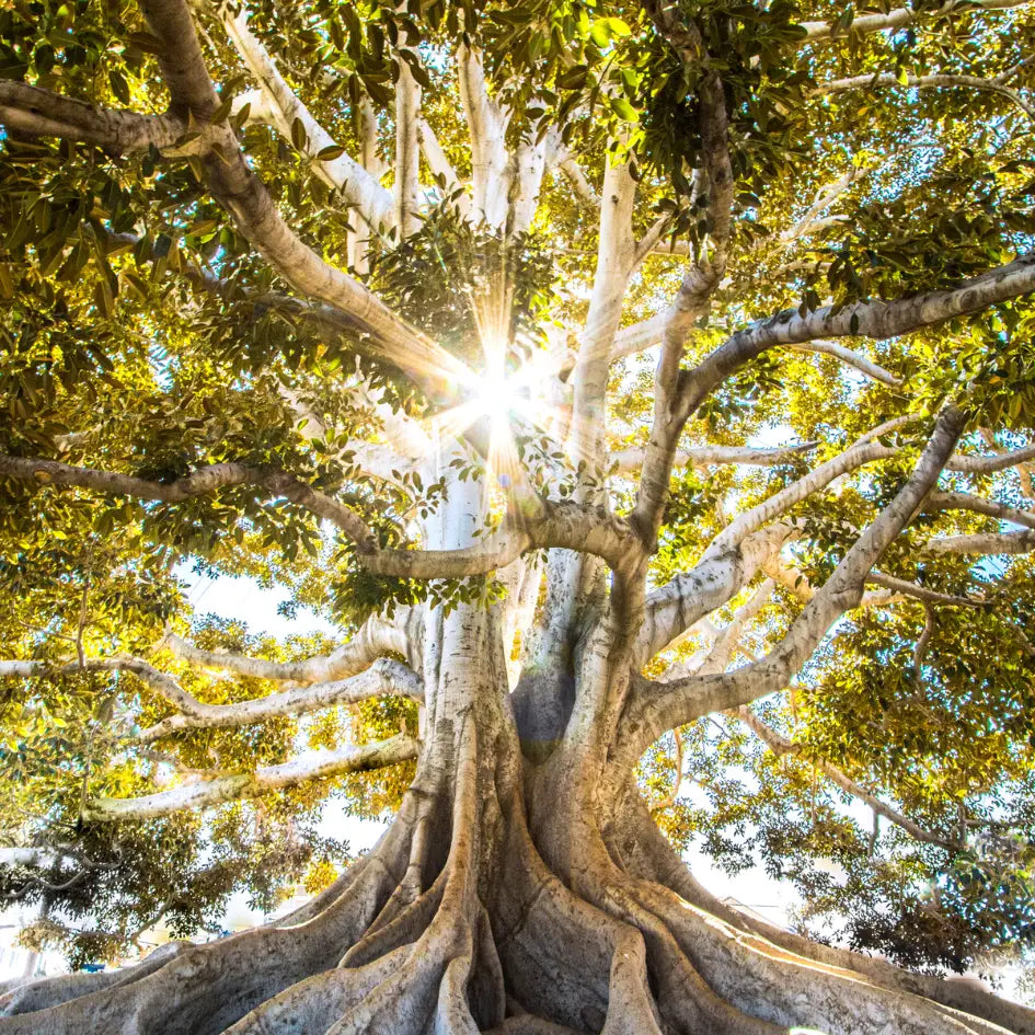 L'Arbre de Vie majestueux brillant sous le soleil, symbole de croissance et d'interconnexion