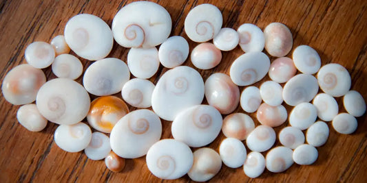 Collection de coques L'Oeil de Sainte Lucie en différentes tailles, symbolisant protection et chance