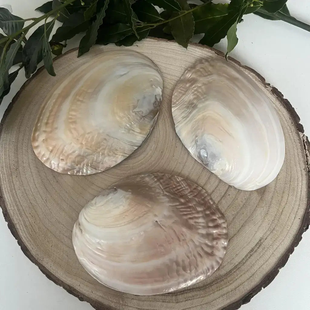 Coquille d'Huître Perlière: Alliée de Lithothérapie dans un décor naturel en bois avec feuillage