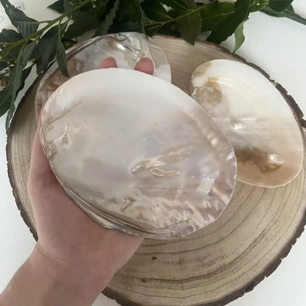 Coquille d'Huître Perlière: Alliée de Lithothérapie présentée dans une main sur une plaque en bois naturel